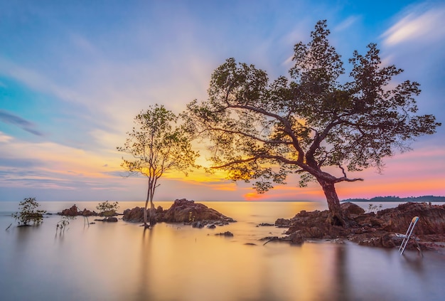 mangrove d'arbres au coucher du soleil