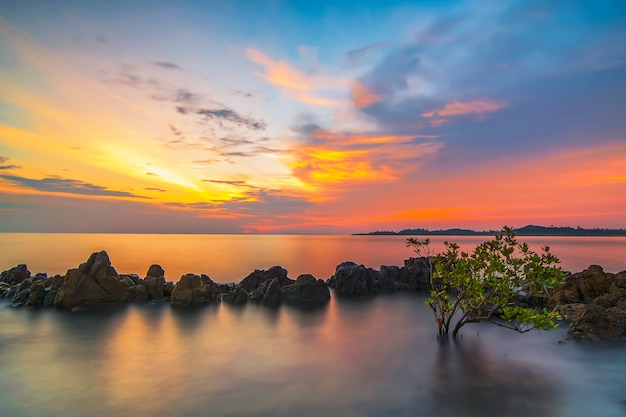 mangrove d'arbres au coucher du soleil