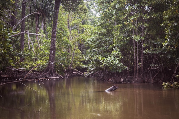 Une mangrove côtière inondée