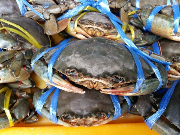 Mangrove de fruits de mer