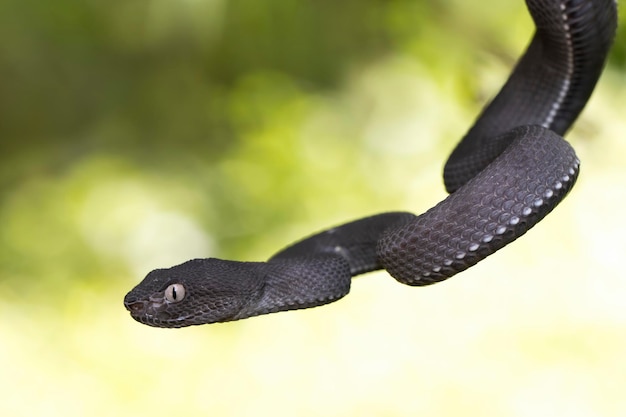 Mangrove noire Pit Viper libre sur branch