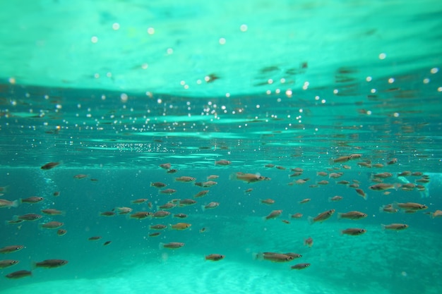 Photo mangrove petits poissons véritable écosystème sous-marin