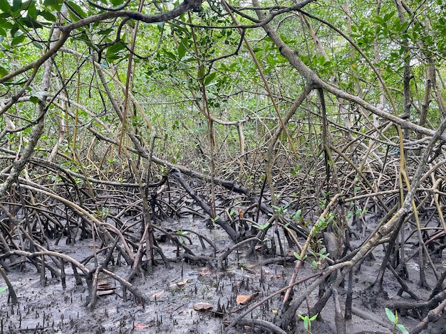 Mangrove à Porto Seguro Bahia Brésil