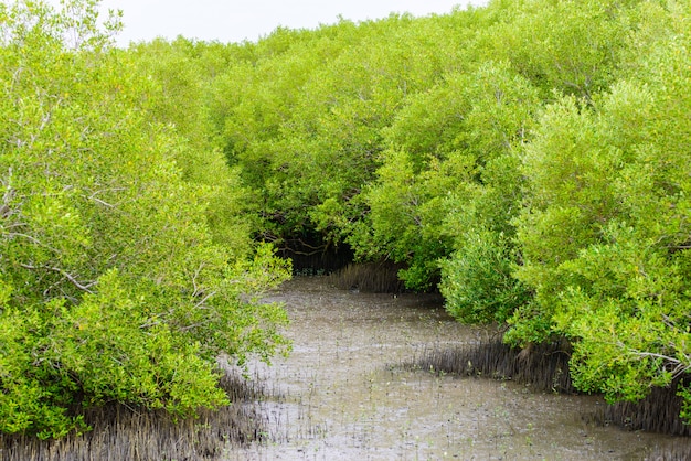 Mangrove Rhizophora mucronata