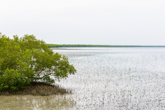 Mangrove Rhizophora mucronata