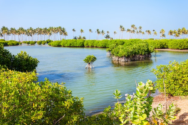 Mangroves au Sri Lanka