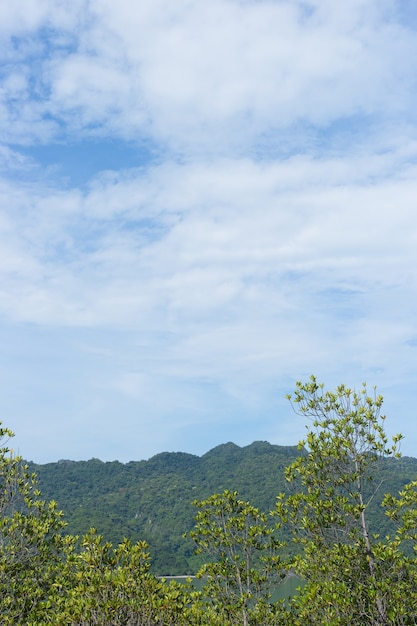 Mangroves Avec Ciel Bleu Et Montagne En Arrière-plan, Thème Naturel Et Relaxant.