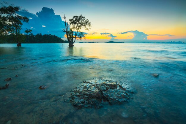Mangroves et corail à la plage de Tanjung Pinggir sur l'île de Batam au coucher du soleil