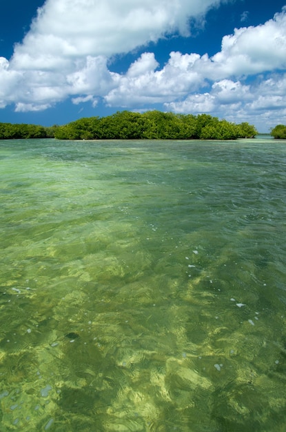 Mangroves dans la mer des Caraïbes