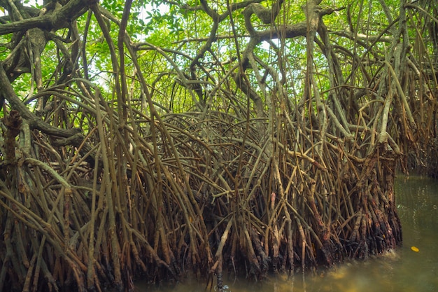 Mangroves sur le fleuve au Sri Lanka.