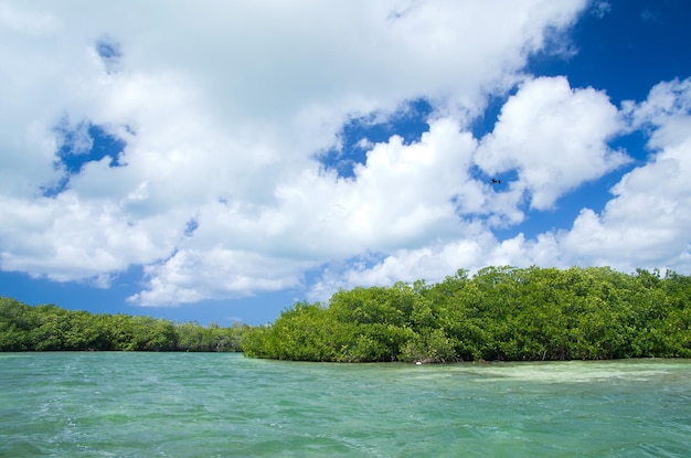 Mangroves en mer