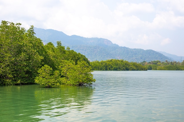 Des mangroves vertes se penchaient sur la rivière sous les tropiques d'Asie sur fond de montagnes