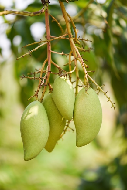 Mangue crue accrochée au gros plan de l'arbre