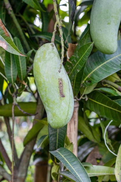 Mangue crue verte accrochée à l'arbre dans un jardin sur le toit