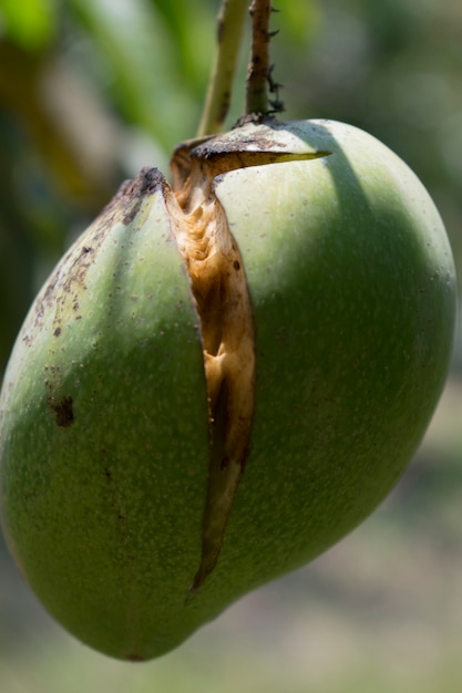 Photo la mangue est cassée.