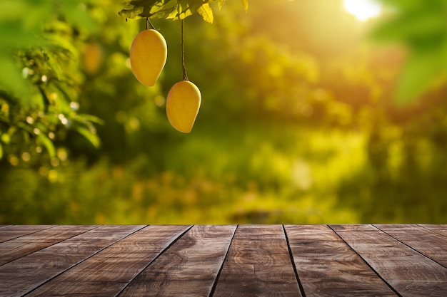 mangue fruit tropical accroché à l'arbre avec table en bois à la ferme