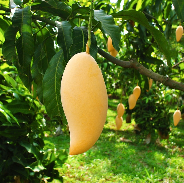 Mangue jaune fraîche accrochée à un manguier