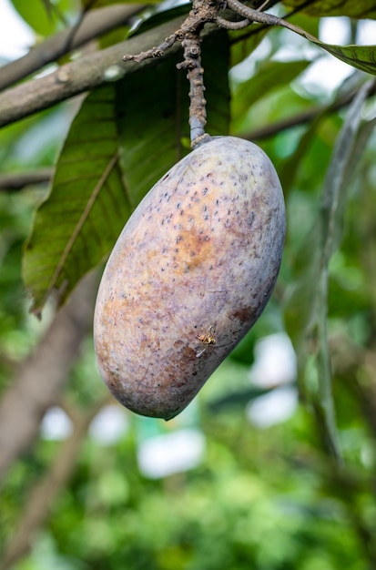 Mangue mûre rouge accrochée à l'arbre dans le jardin se bouchent