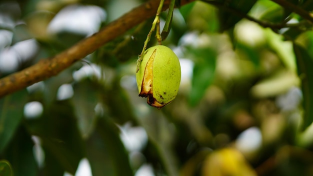 Mangue pourrie dans l'arbre