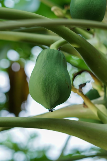 Une mangue verte sur un arbre