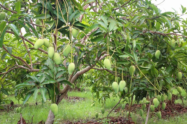 La mangue verte n'est pas mûre sur les arbres du vergerJardin de fruits dans la région tropicale de la Thaïlande