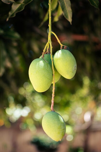 Photo la mangue