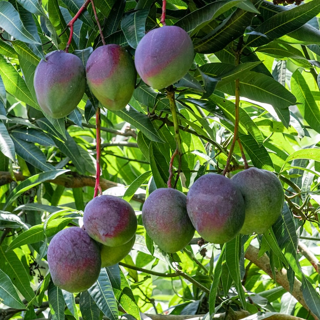 mangues sur l'arbre