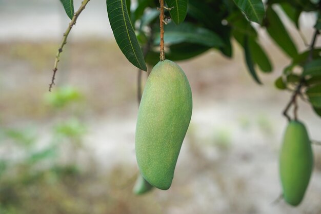 Photo des mangues dasheri accrochées à son arbre.