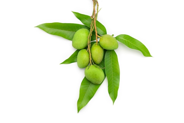 Les mangues vertes sont placées sur des feuilles de mangue isolées sur fond blanc.