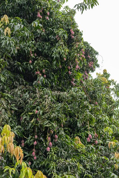 Manguier aux fruits