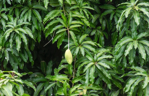 Un manguier (Mangifera indica) avec des feuilles vertes et des fruits