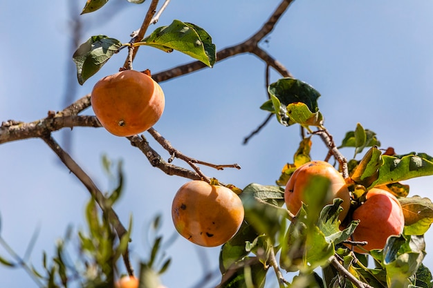 Manilkara kauki est une plante de la sous-famille des Sapotoideae et de la tribu des Sapoteae de la famille des Sapotaceae ; et est l'espèce type du genre Manilkara. connu généralement sous le nom de caqui.