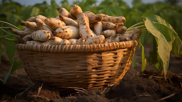 Manioc bio frais