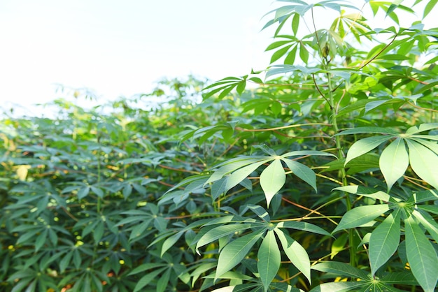 Le manioc laisse les cultures en vert, arbre tropical plante plantation de manioc champs verts nature ferme agricole plante arbre