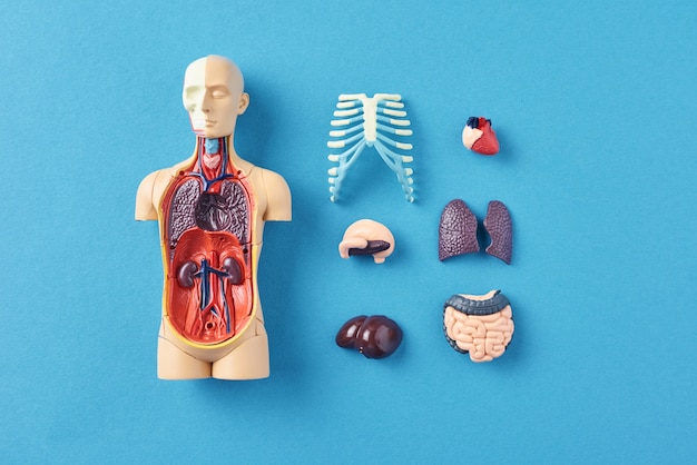 Mannequin d'anatomie humaine avec des organes internes sur bleu