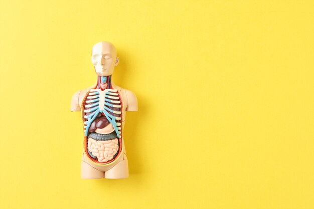 Mannequin d'anatomie humaine avec organes internes sur fond jaune