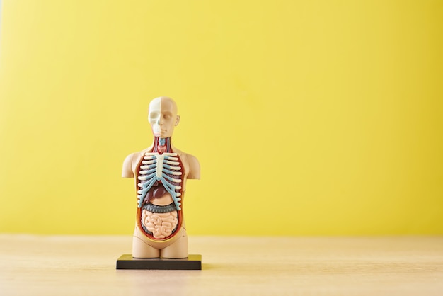 Mannequin d'anatomie humaine avec organes internes sur fond jaune