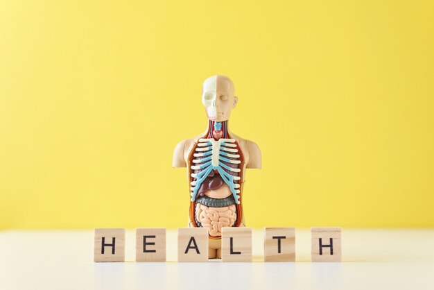 Mannequin D'anatomie Humaine Avec Organes Internes Et Mot Santé Sur Fond Jaune. Concept De Santé Médicale