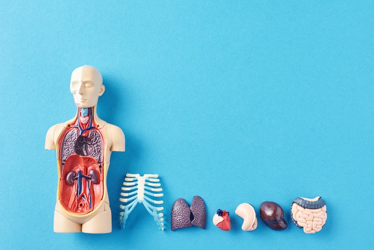 Photo mannequin d'anatomie humaine avec des organes internes sur une surface bleue