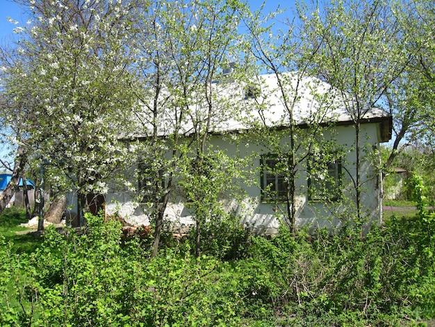 Manoir rural avec cerisier en fleurs au printemps