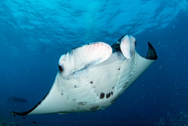 Manta sous l'eau sur le fond bleu de l'océan