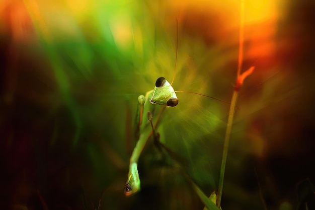 Mante aveugle dans un buisson coloré