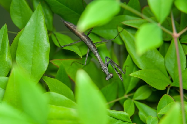 Mante chinoise Tenodera sinensis ou mante religieuse sur feuilles vertes