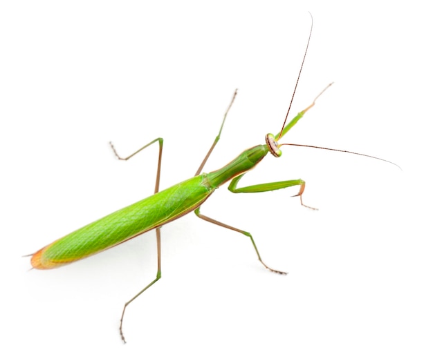 Mante européenne femelle ou mante religieuse Mantis religiosa in front of white background