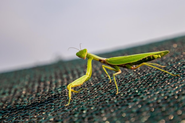 Mante femelle sur l'île en été