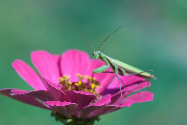 Mante sur fleur rose dans le jardin