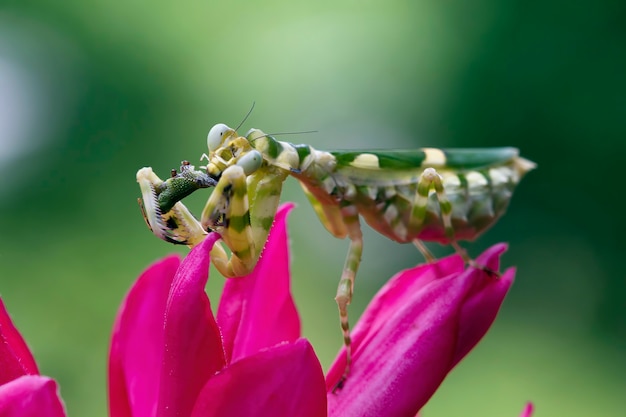 Mante à fleurs bagués sur fleur rouge