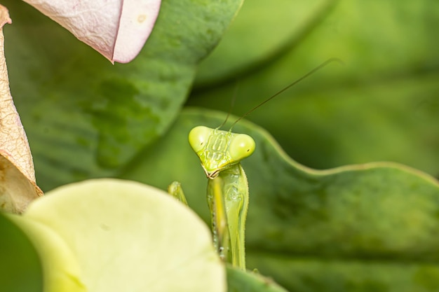 mante insecte macrophotographie photo premium