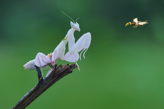 Mante orchidée sur des brindilles