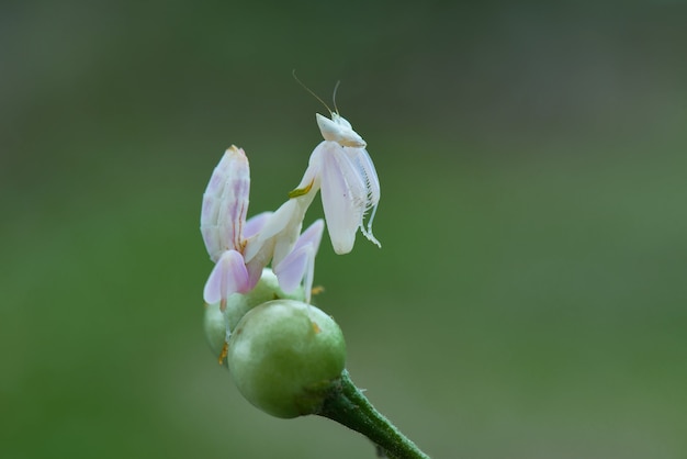 Mante orchidée sur des brindilles